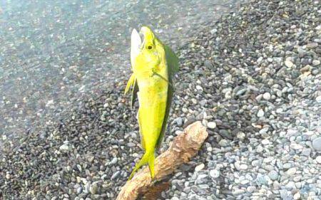 ソウダガツオ、ペンペンシイラ、ワカシのリリース祭り